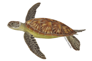 Green Turtle project