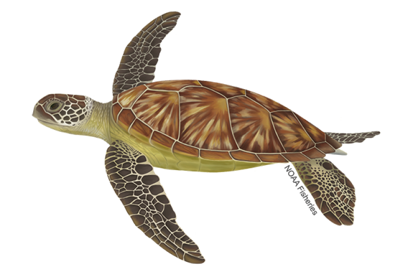 Green Turtle project