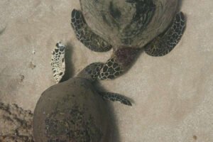Support turtle project