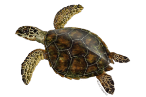 hawksbill turtle project