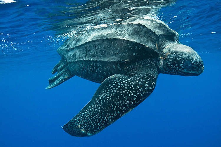 leatherback sea turtle project