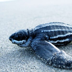 leatherback saona turtle project