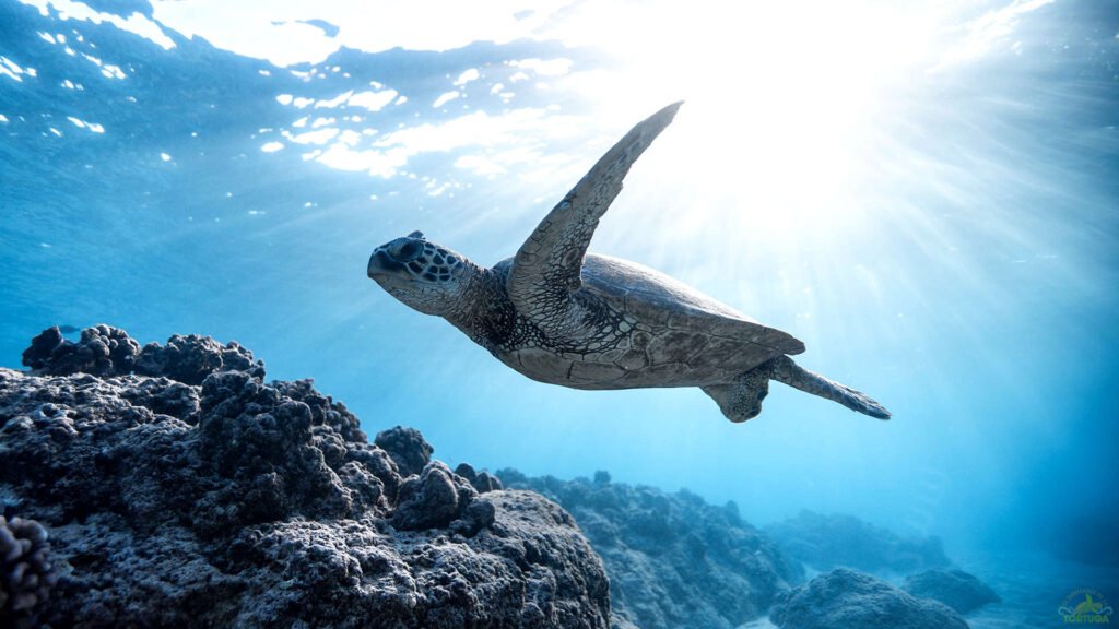 saona turtle project